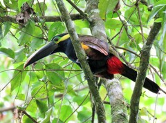 Selenidera spectabilis