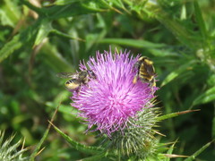 Megachile