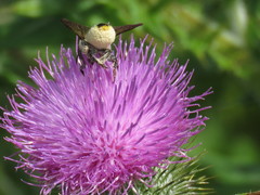 Megachile