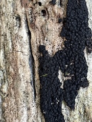 Ruzenia spermoides