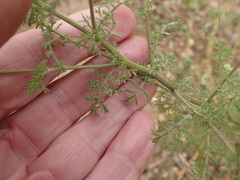 Oncosiphon suffruticosus