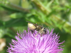 Megachile