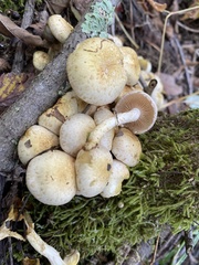 Pholiota terrestris