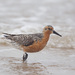Red Knot - Photo (c) Greg Lasley, some rights reserved (CC BY-NC), uploaded by Greg Lasley