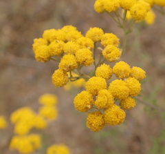 Oncosiphon suffruticosus