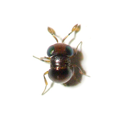 Baeus
