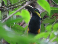 Selenidera spectabilis