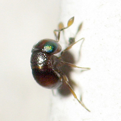 Baeus