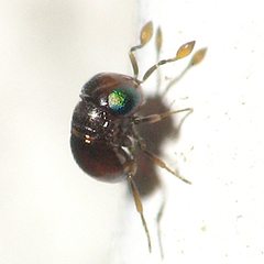 Baeus