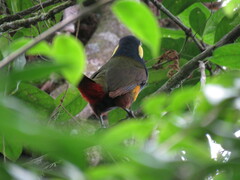 Selenidera spectabilis