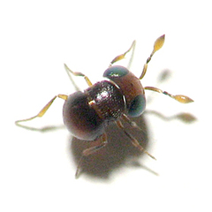 Baeus