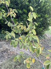 Ulmus crassifolia
