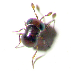 Baeus
