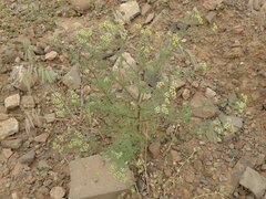 Oncosiphon suffruticosus