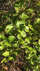 Viburnum rafinesqueanum