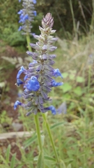 Salvia lavanduloides