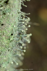 Chaenotheca furfuracea