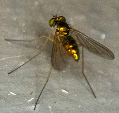 Dolichopodidae