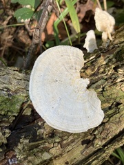 Trametes elegans