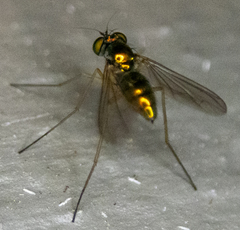 Dolichopodidae
