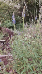 Salvia lavanduloides