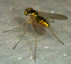 Dolichopodidae