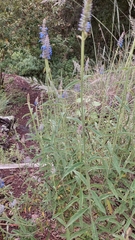Salvia lavanduloides