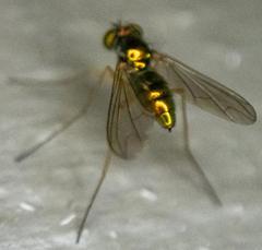 Dolichopodidae