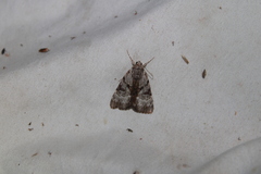Catocala andromedae
