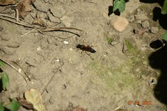 Sceliphron caementarium