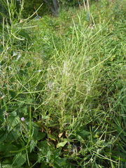 Epilobium obscurum