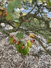 Crataegus phaenopyrum