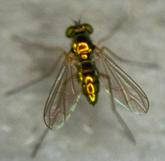 Dolichopodidae