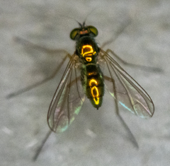 Dolichopodidae