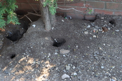 Rattus norvegicus