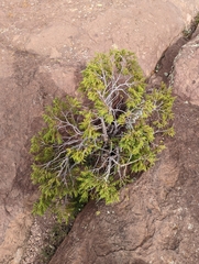Juniperus