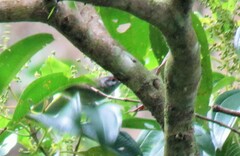 Phylloscartes superciliaris