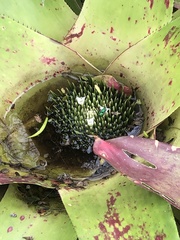 Euglossa