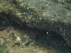 Mauligobius maderensis