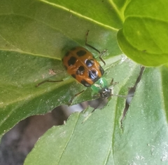 Diabrotica limitata
