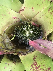 Euglossa