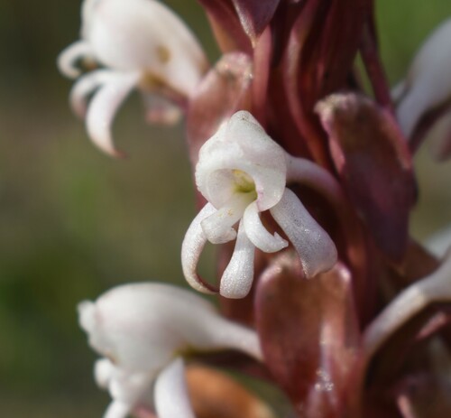 Image of Satyrium candidum by (c) Justin Ponder, some rights reserved (CC BY)