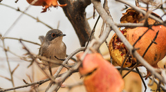 Curruca melanocephala