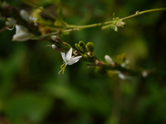 Chlorophytum glaucoides