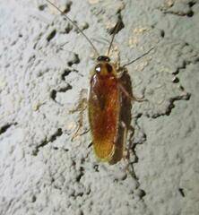 Ischnoptera bilunata