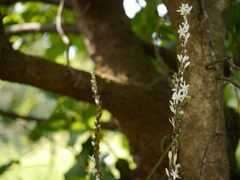 Chlorophytum glaucoides