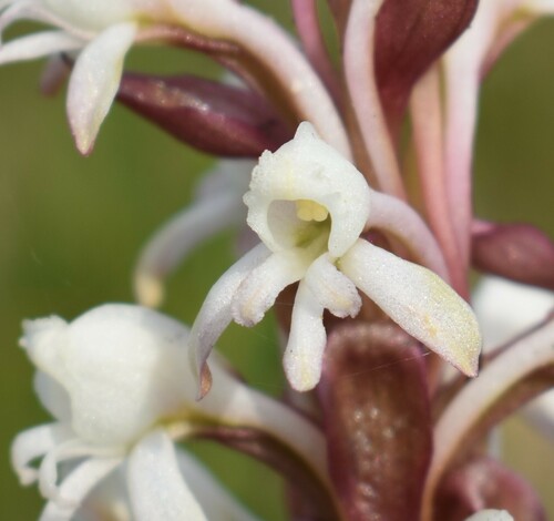 Image of Satyrium candidum by (c) Justin Ponder, some rights reserved (CC BY)