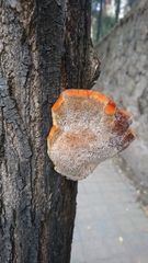 Inonotus hispidus