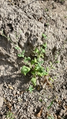 Nicotiana repanda