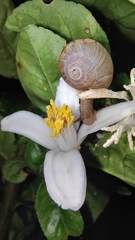 Ganesella saurivonga